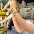 Şans kedisi Calico Çerez bebek ömürlük yuvasını arıyor fotoğraf