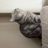 British Silver Shorthair Kısır Çiğli Erkek Kedi fotoğraf