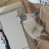 BRİTİSH SHORTHAİR 2 YAŞ ERKEK ACİL YUVA fotoğraf