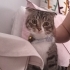 Dişi kısır 1 yaş terk edildi fotoğraf