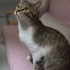 ACİL ÖMÜRLÜK YUVA ARIYORUZ fotoğraf