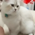 Saf Kan 2 Yaşına Girdi Acil Malzemeli Sahiplendirme fotoğraf
