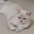 Saf Kan 2 Yaşına Girdi Acil Malzemeli Sahiplendirme fotoğraf