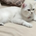 Saf Kan 2 Yaşına Girdi Acil Malzemeli Sahiplendirme fotoğraf