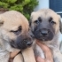 1 aylık yavru sokak köpekleri fotoğraf