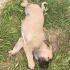 1 aylık yavru sokak köpekleri fotoğraf