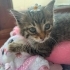 Avcunuza sığacak yavru kedi fotoğraf