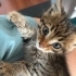 Avcunuza sığacak yavru kedi fotoğraf