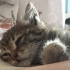 Avcunuza sığacak yavru kedi fotoğraf