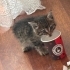 Avcunuza sığacak yavru kedi fotoğraf