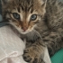 Avcunuza sığacak yavru kedi fotoğraf