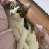 Tontik oğlumuz kucakta oyuncak bebek gibi uyumlu fotoğraf