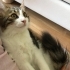 Tontik oğlumuz kucakta oyuncak bebek gibi uyumlu fotoğraf