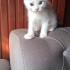 Birbirinden tatlı bebekler fotoğraf