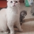 BRİTİSH SORTHAİR ANNE VE YAVRULARI..!! fotoğraf