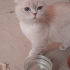 BRİTİSH SORTHAİR ANNE VE YAVRULARI..!! fotoğraf