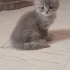 BRİTİSH SORTHAİR ANNE VE YAVRULARI..!! fotoğraf