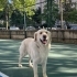Uysal, dost canlısı ve sosyal bir köpek fotoğraf