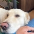 Uysal, dost canlısı ve sosyal bir köpek fotoğraf