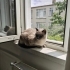 Hera 3 yaşında, kısır, dişi fotoğraf