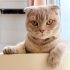 Uysal Cana Yakın 1 Yaşında Erkek Scottish Fold fotoğraf