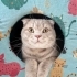 Uysal Cana Yakın 1 Yaşında Erkek Scottish Fold fotoğraf