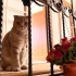 Uysal Cana Yakın 1 Yaşında Erkek Scottish Fold fotoğraf