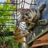 Yuva ariyor yavru kedi fotoğraf