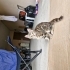 Yuva ariyor yavru kedi fotoğraf
