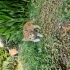 Yavru kedi yuva ariyor fotoğraf