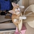 Yavru kedi yuva ariyor fotoğraf