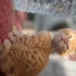 2 aylıklar yuva arıyorum fotoğraf