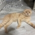 Sarı Scotish Kırık Kulak fotoğraf