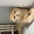 Sarı Scotish Kırık Kulak fotoğraf