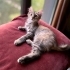 ACİL YUVA! FUZZY BEBEK SOKAĞA DÖNMESİN 😔 fotoğraf