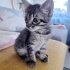 Annesiz kalan yavru kediler fotoğraf