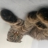 SCOTTİSH FOLD - TEKİR KIZIMIZA YUVA ARIYORUZ fotoğraf