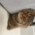 SCOTTİSH FOLD - TEKİR KIZIMIZA YUVA ARIYORUZ fotoğraf