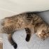 SCOTTİSH FOLD - TEKİR KIZIMIZA YUVA ARIYORUZ fotoğraf