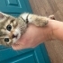 30 günlük yavru kedi fotoğraf