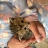 30 günlük yavru kedi fotoğraf