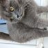 9 Aylık Erkek Scottish Fold – Ücretsiz Sahiplendirilecektir fotoğraf