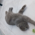 9 Aylık Erkek Scottish Fold – Ücretsiz Sahiplendirilecektir fotoğraf