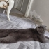 Prens Ömürlük Yuvasını Arıyor fotoğraf