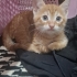 Oyuncak ve oyun delisi, aşşşırı sempatik, eve eşyaya zarar vermeyen bi tatlış fotoğraf