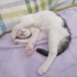 PAMUK PRENS İÇİN YUVA ARIYORUM. fotoğraf