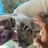Oyun Makinası Bir Erkek Tekir fotoğraf