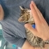 Oyun Makinası Bir Erkek Tekir fotoğraf