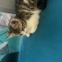 Oyun Makinası Bir Erkek Tekir fotoğraf
