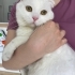 Acil Ankara yuva fotoğraf